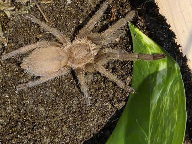 Vogelspinne Chilobrachys Kaeng krachan - 1