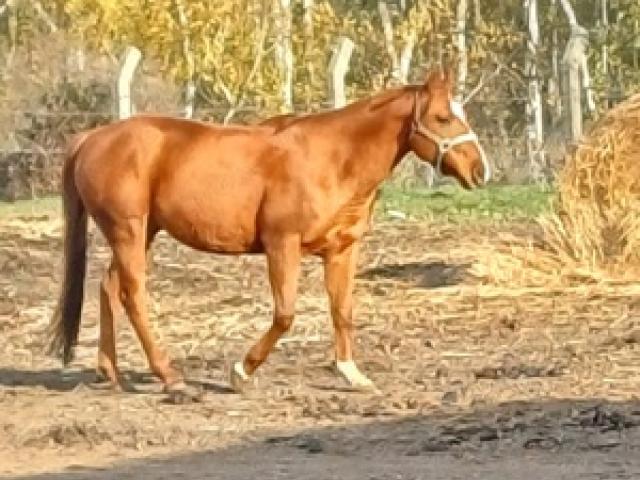 Quarterhorse Wallach - 1