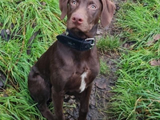 Weimaraner Mix - 8 Monate alt. - 1