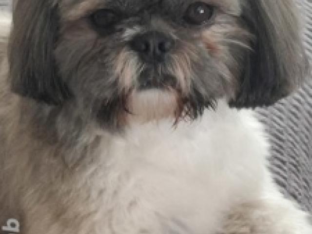 Deckrüde Shih Tzu - 1