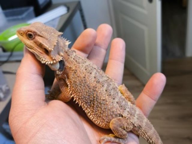 Farb Bartagamen Rot Orange Hypo het. Trans Pogona - 1